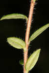 Hairy laurel <BR>Hairy wicky